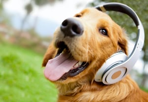 Noise cancelling dog headphones cheap